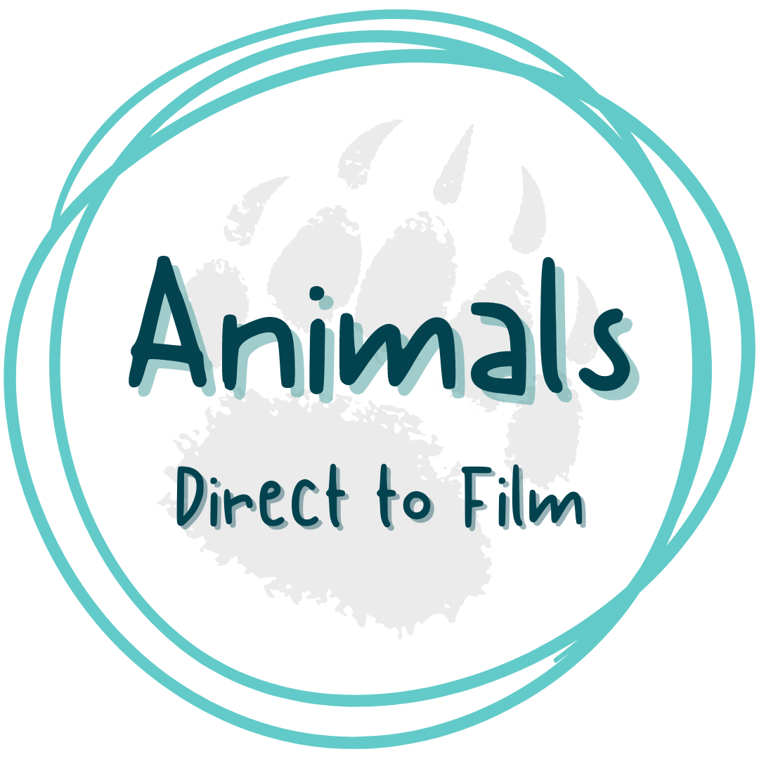 Animals - DTF