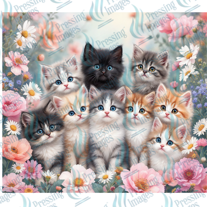 15052 Kittens