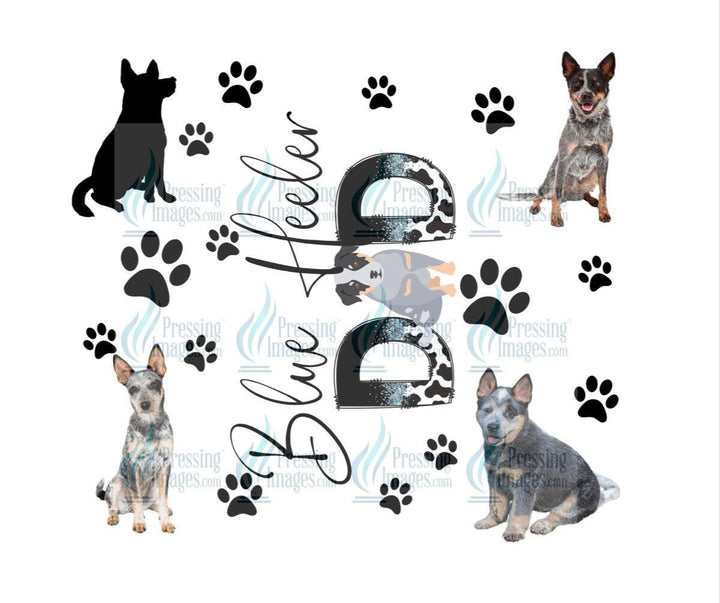 4664 blue heeler dad.