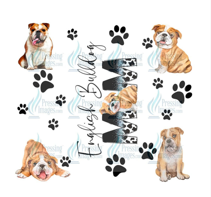 4655 English bulldog mom.