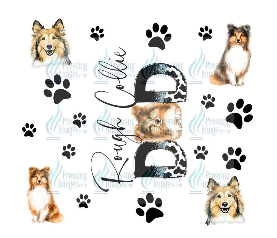 4658 rough collie dad.