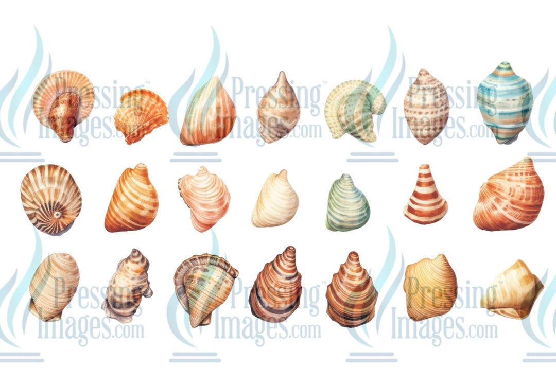 UVW 1287 seashells