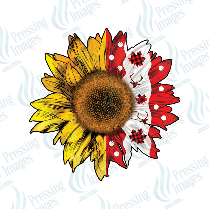 DTF 2714 Sunflower Canadian - Pressing Images