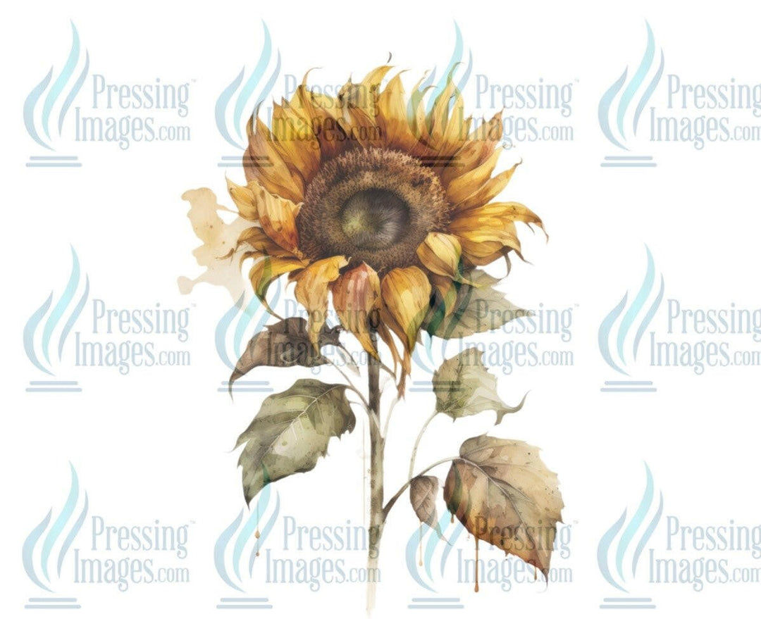 DTF: 578 Sunflower water color - Pressing Images