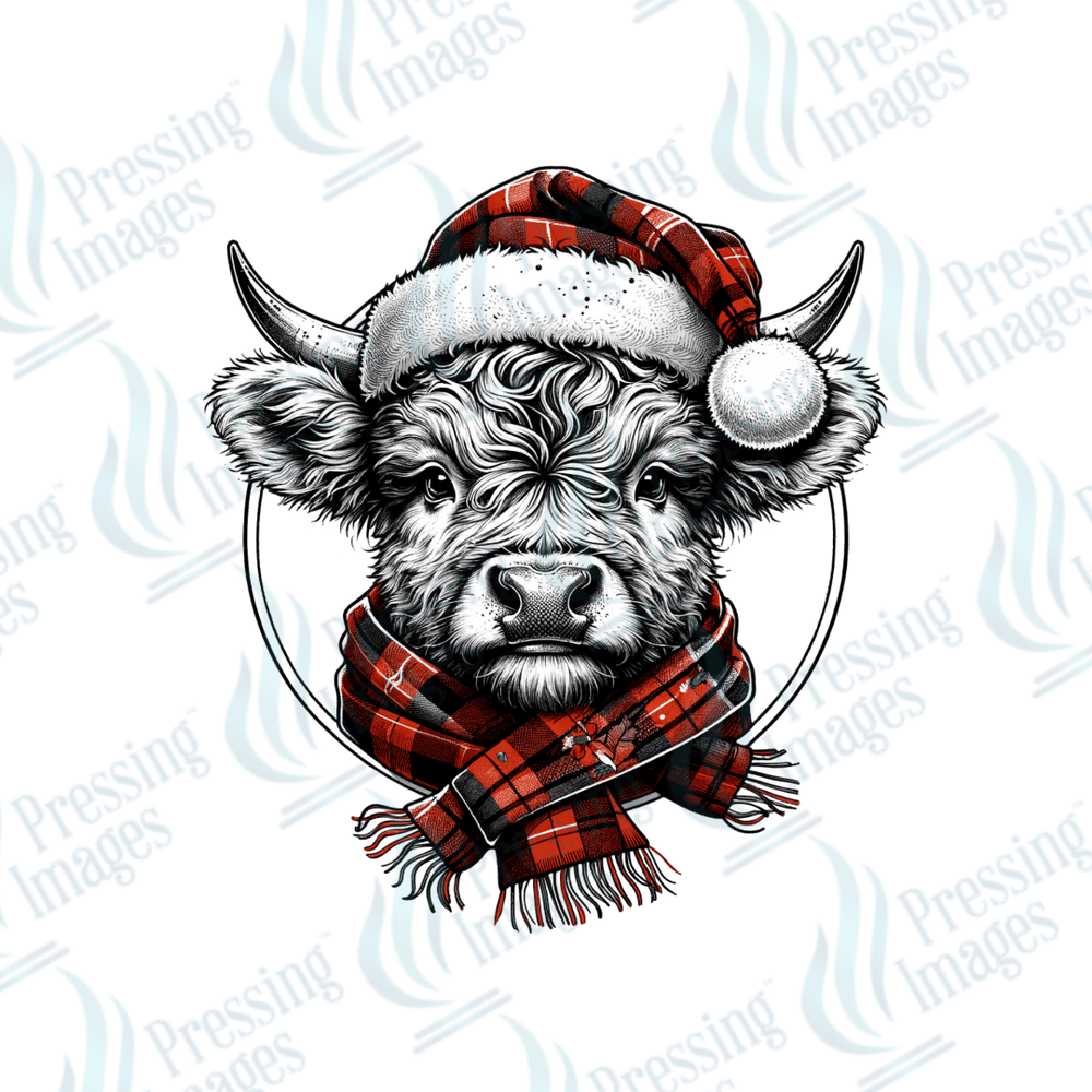 UVD 1962 Baby winter highland - Pressing Images