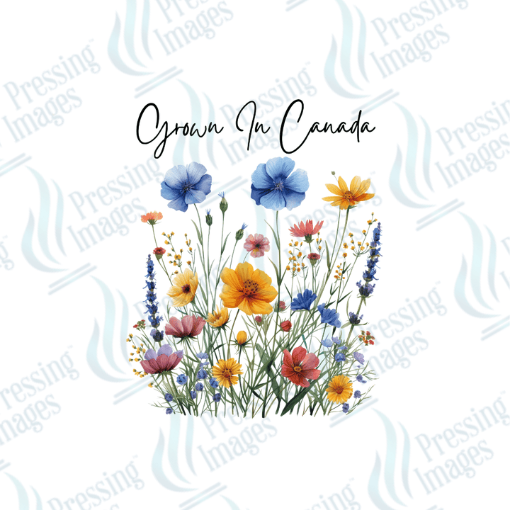 UVD 2161 Grown In Canada - Pressing Images