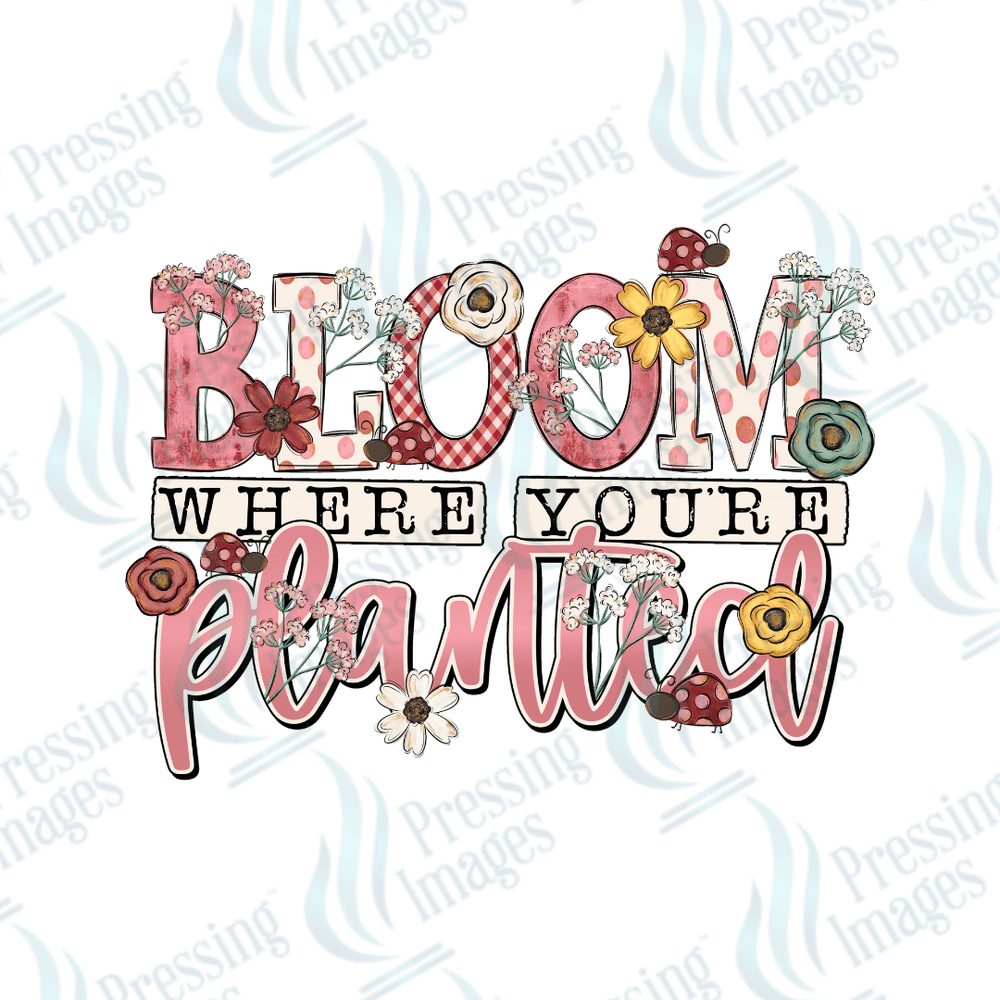 UVD 2237 Bloom Where You're Planted - Pressing Images