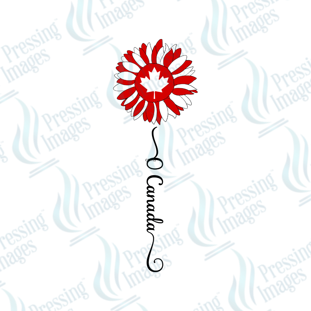 UVD 2314 O Canada Sunflower - Pressing Images