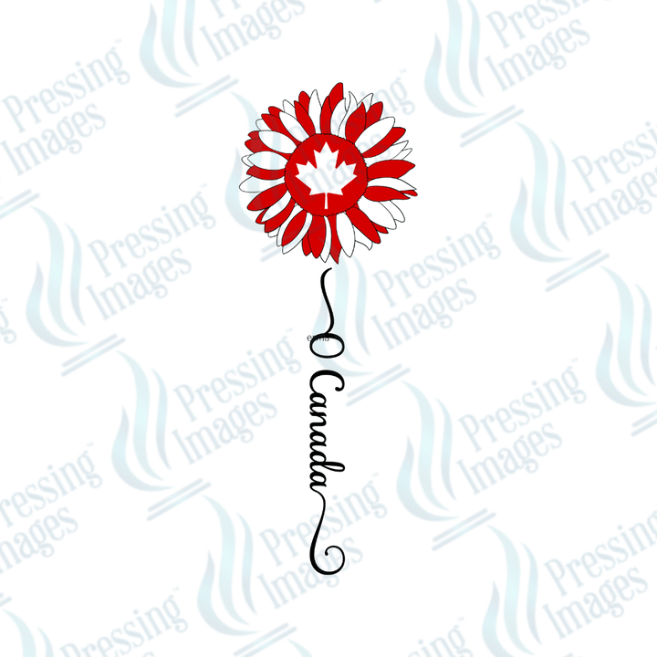 UVD 2314 O Canada Sunflower - Pressing Images