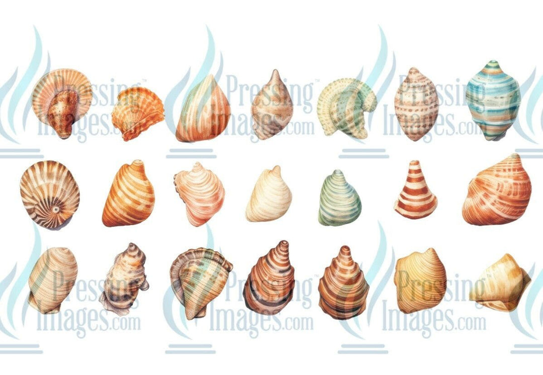 UVW 1287 seashells - Pressing Images