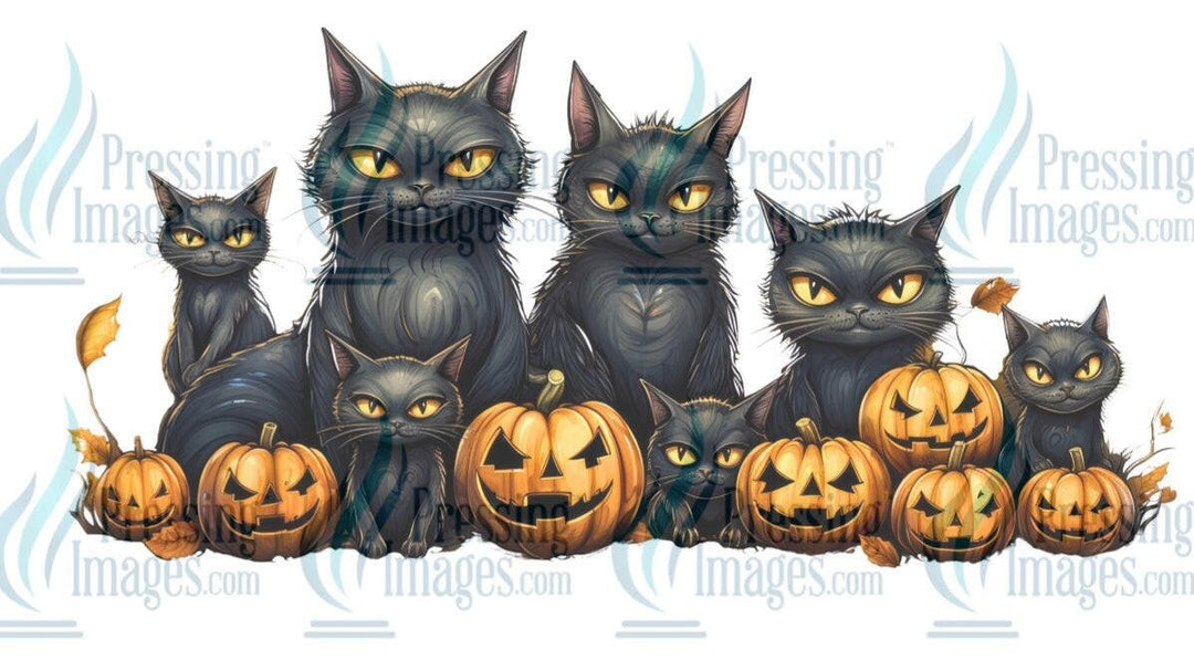UVW 1303 Black cats - Pressing Images