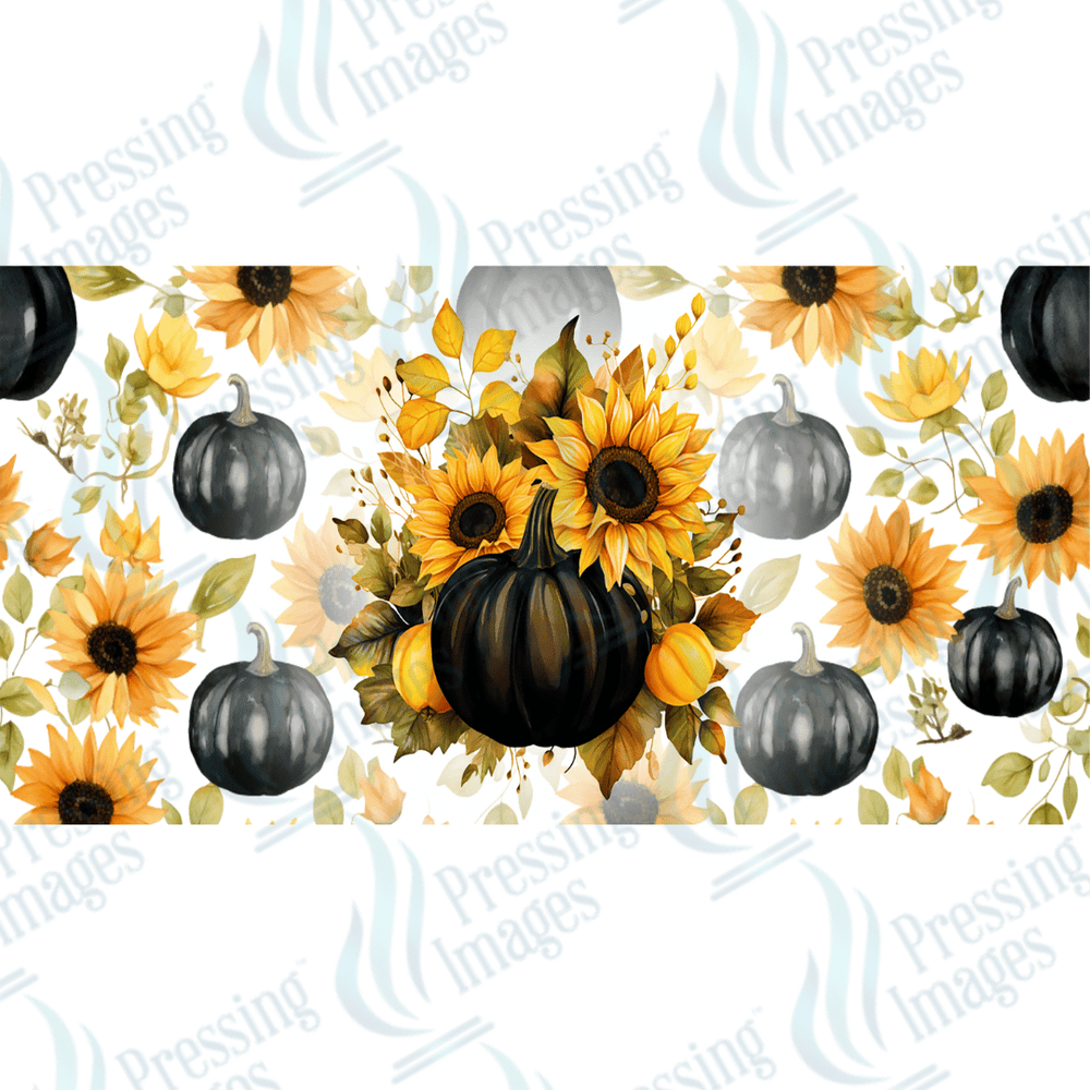 UVW 1534 Black pumpkins - Pressing Images