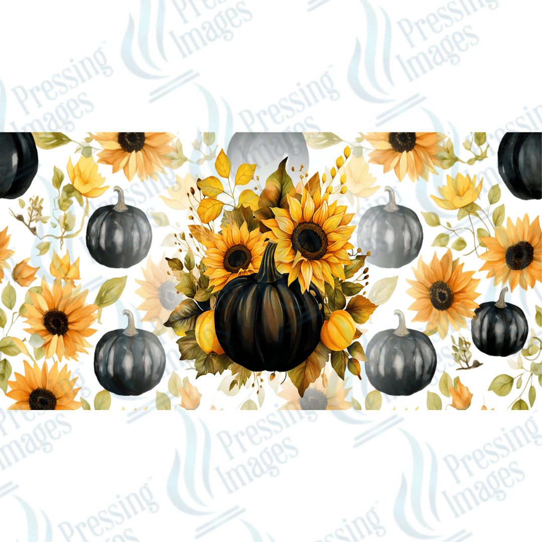 UVW 1534 Black pumpkins - Pressing Images