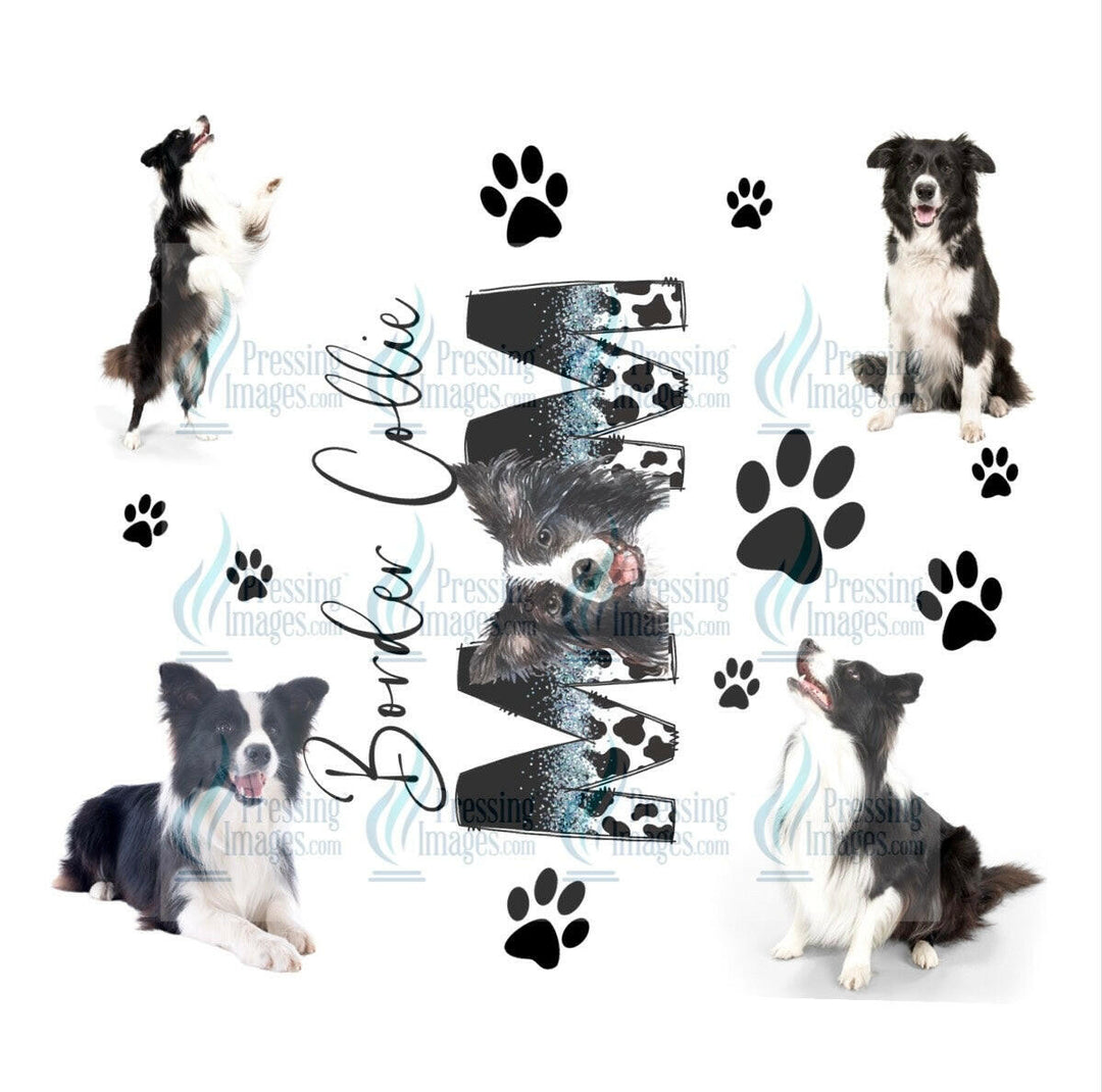 4647 border collie mom.