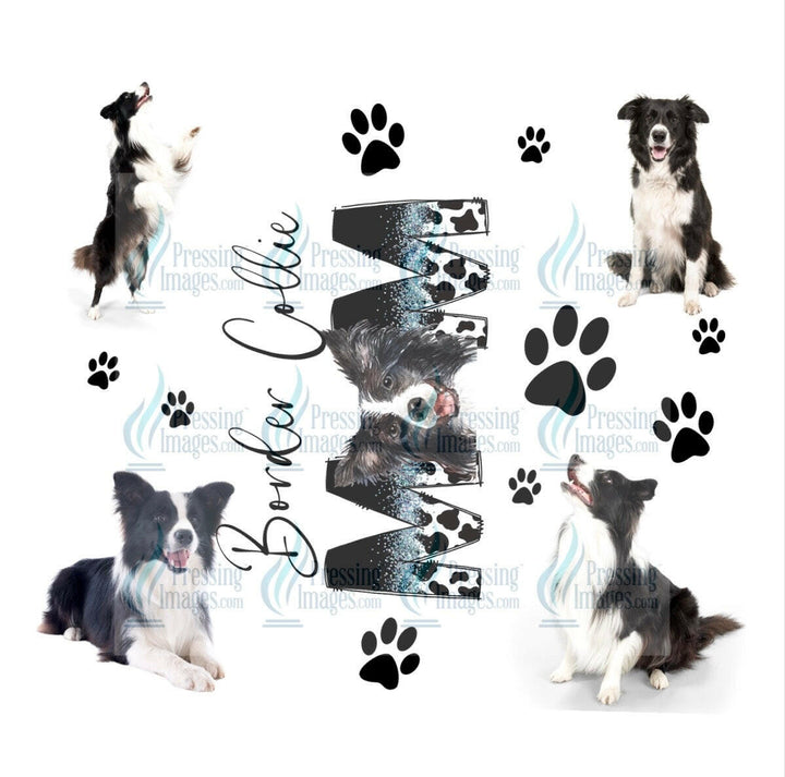 4647 border collie mom.